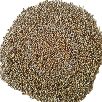 Pearl Millet (Bajra) – Rajasthan Feed Grade | High Energy Cattle Feed Grain