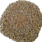 Pearl Millet (Bajra) – Rajasthan Feed Grade | High Energy Cattle Feed Grain