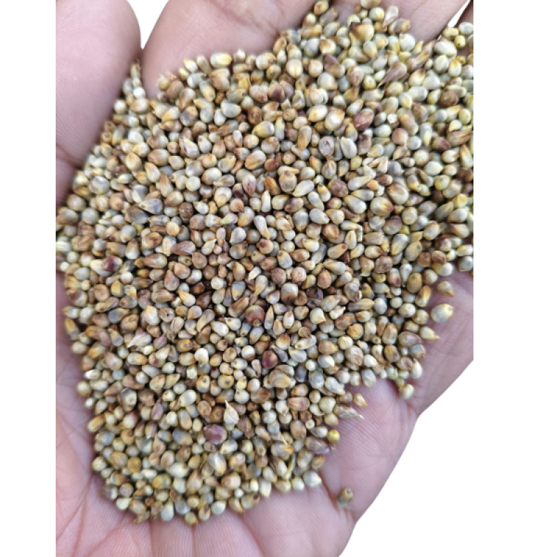 Pearl Millet (Bajra) – Rajasthan Feed Grade | High Energy Cattle Feed Grain
