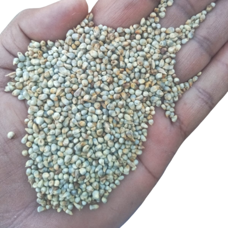 Pearl Millet (Bajra) – Rajasthan Premium Food Grade | Clean & Natural Grain